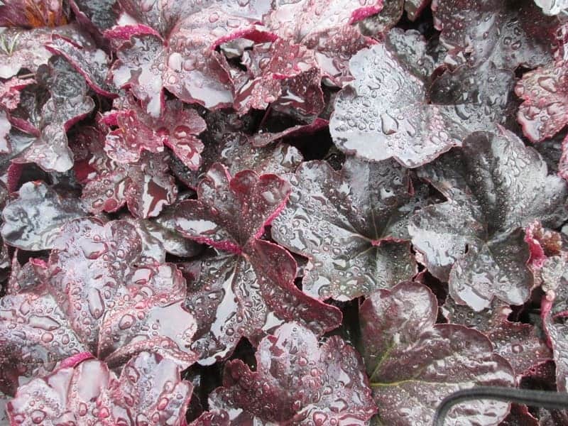 Heuchera 'Obsidian' ® ---